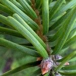 Pseudotsuga menziesii Levél