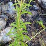 Stevia serrata Celota