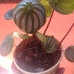 Peperomia argyreia Leaf