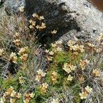 Saxifraga moschata Blodyn