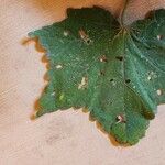 Pavonia urens Hoja