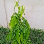 Polyalthia longifolia पत्ता