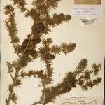 Larix griffithii Autre