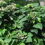 Clerodendrum chinense موطن
