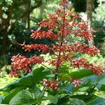 Clerodendrum paniculatum Muu