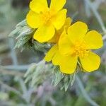 Helianthemum syriacum Flor