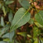 Solanum laxum Blatt