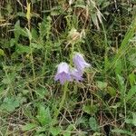 Campanula barbataÇiçek