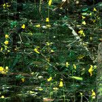 Utricularia radiata Alkat (teljes növény)