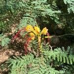 Erythrostemon gilliesiiFlower