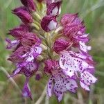 Orchis purpureaBlodyn