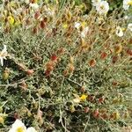 Helianthemum almeriense Прочее