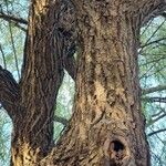 Salix × pendulina Bark