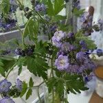 Phacelia bipinnatifida Flower