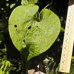 Aristolochia gorgona Foglia