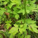 Papaver cambricumपत्ता