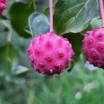 Cornus kousaFruit