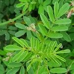 Indigofera brevicalyx Leaf