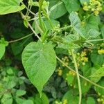 Pentarrhinum insipidum Blatt