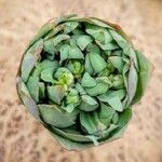 Euphorbia rapulum Листок