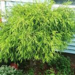 Thuja occidentalis 整株植物