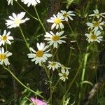 Tanacetum corymbosumFlower