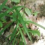 Campanula persicifolia Leaf