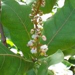 Byrsonima coccolobifolia Flor