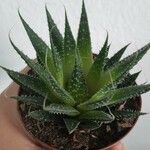 Aloe aristata List