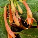 Fuchsia triphylla Blomst