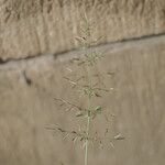 Eragrostis minor Maua