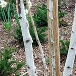 Betula utilis چھال