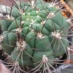 Gymnocalycium pflanzii Folha