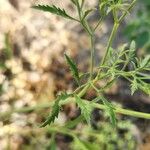 Ammi majus Leaf