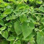Mikania cordifolia List