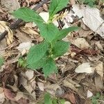 Rauvolfia serpentina Blüte