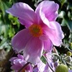 Anemone hupehensisফুল