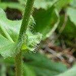 Hieracium amplexicaule Rhisgl