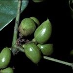 Protium heptaphyllum Fruit