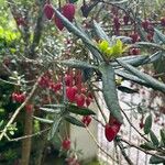 Crinodendron hookerianum Φρούτο