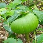 Hura crepitans Fruit