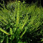 Scutellaria altissima Natur