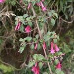 Fuchsia microphylla Квітка