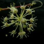 Aralia cachemirica Квітка