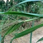 Phragmites australisLeaf