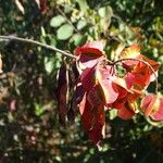 Combretum psidioides Frukto
