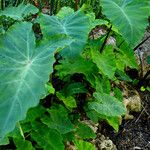 Alocasia odora Liść