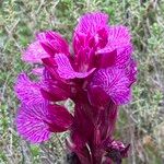 Anacamptis papilionaceaFlower