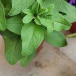 Petunia × atkinsiana Ліст