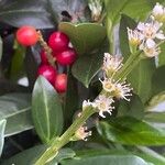 Prunus laurocerasus Plod